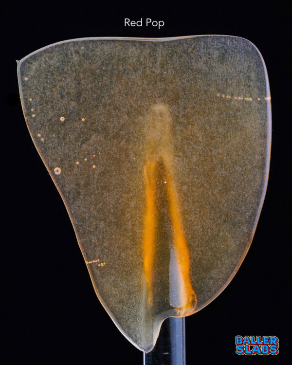 BALLER SLAB SHATTER - RED POP (5 gram)