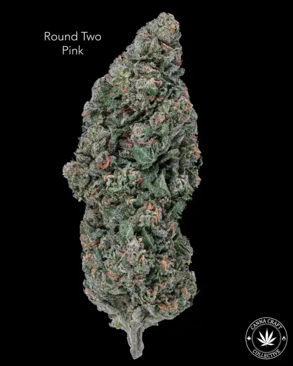 AAA+ - ROUND TWO PINK