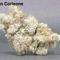 ASTROPINK - DON CORLEONE (LOT#8371)