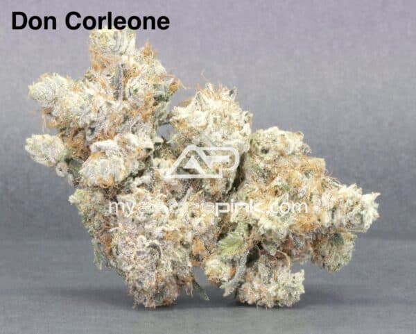 ASTROPINK - DON CORLEONE (LOT#8371)