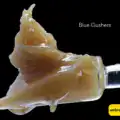 BULK JAR LIVE HASH ROSIN - BLUE GUSHERZ