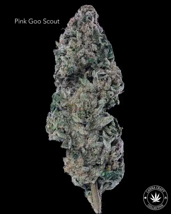 AAA+ - PINK GOO SCOUT