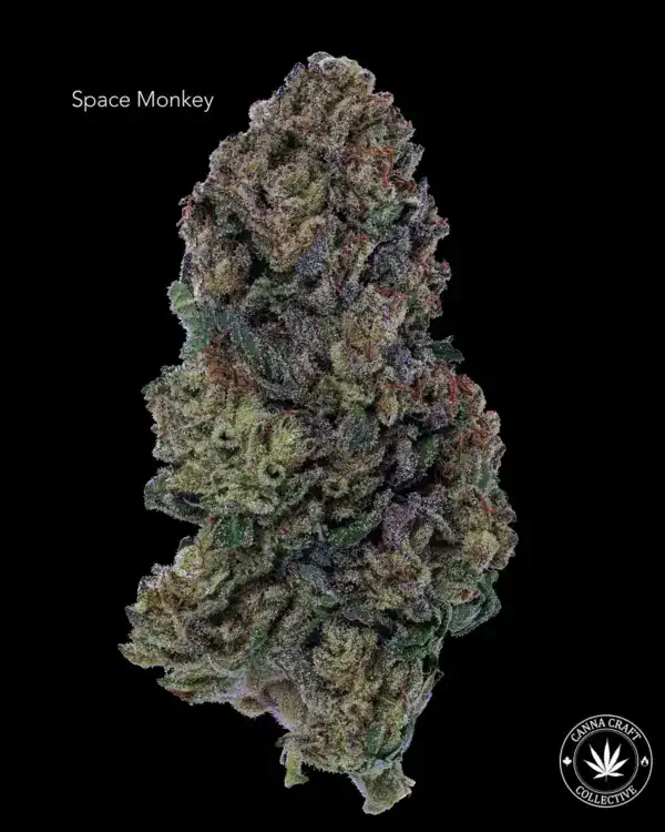AA+ - SPACE MONKEY