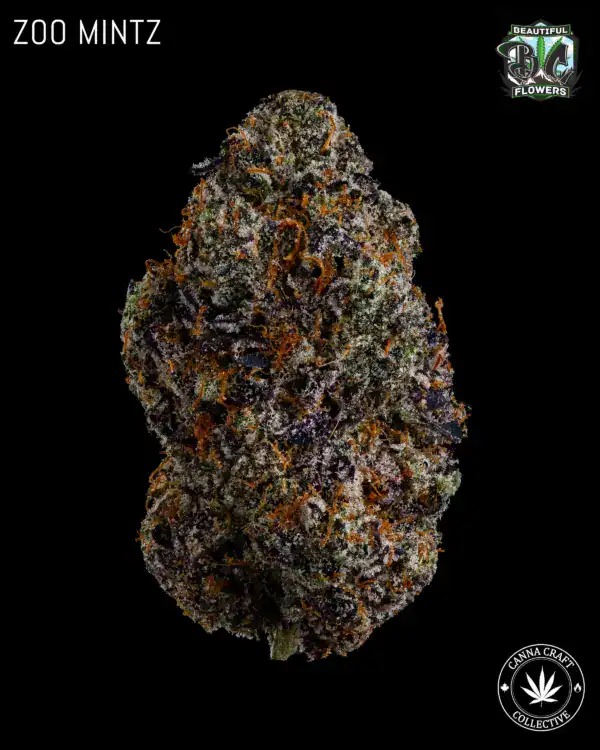 ZOO MINTZ