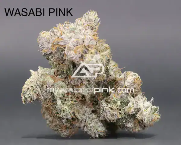 ASTROPINK - WASABI PINK (LOT#4157)